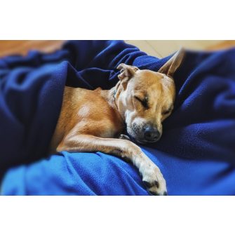 DORIS  Cica-kutya pléd