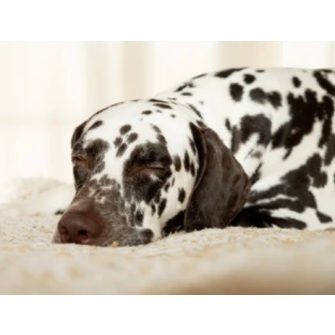 MEMORY KUTYAMATRAC  (Memória-habos)